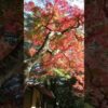 東京都庭園美術館 紅葉が見頃 2023 /12/02 #紅葉 - YouTube