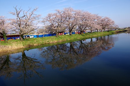 小貝川根通用水路と水面に映る桜