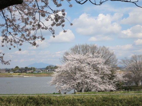 筑波山と岡堰水神岬公園の桜
